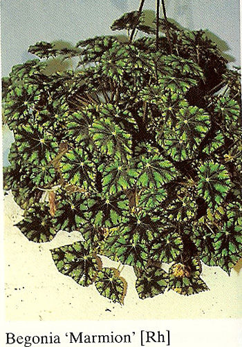 B. ‘Marmion’